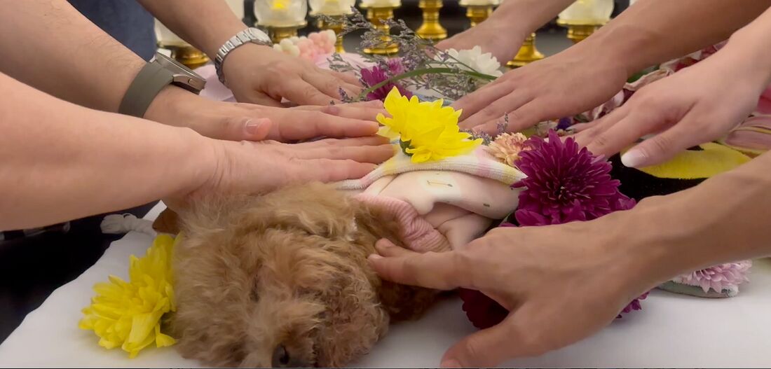 Pet celebrant service — final touch tribute with flowers